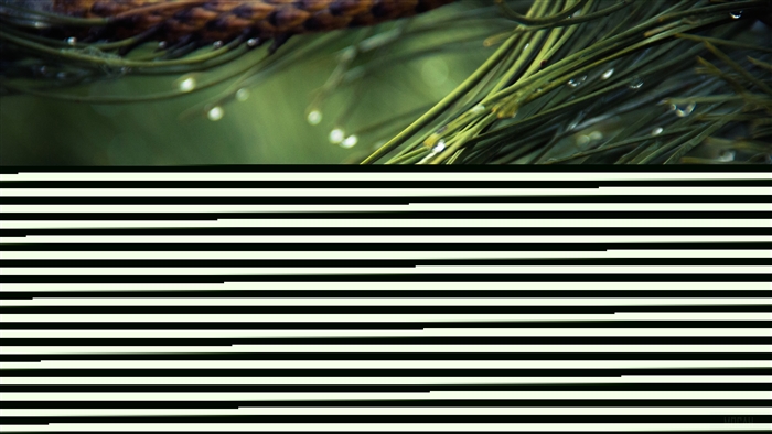 Water Drops on Green Pine Needles 4K