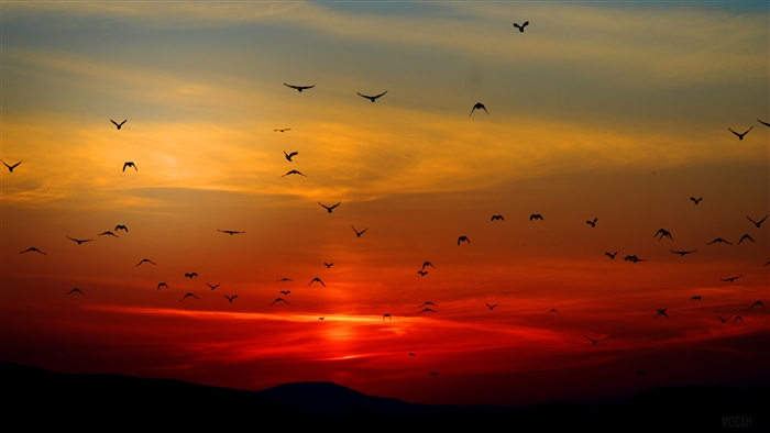 Birds Flying Towards Sunset