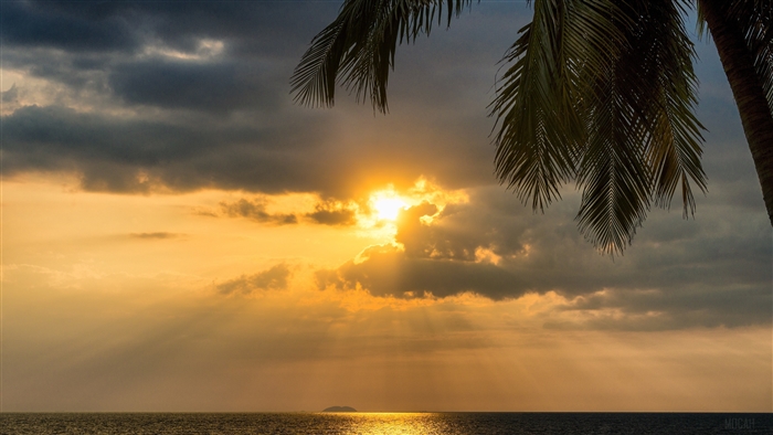Tropical Palm Tree Sunset Ocean 4K