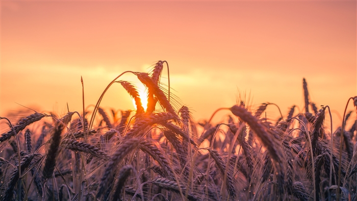 Cornfield at Sunset 4K