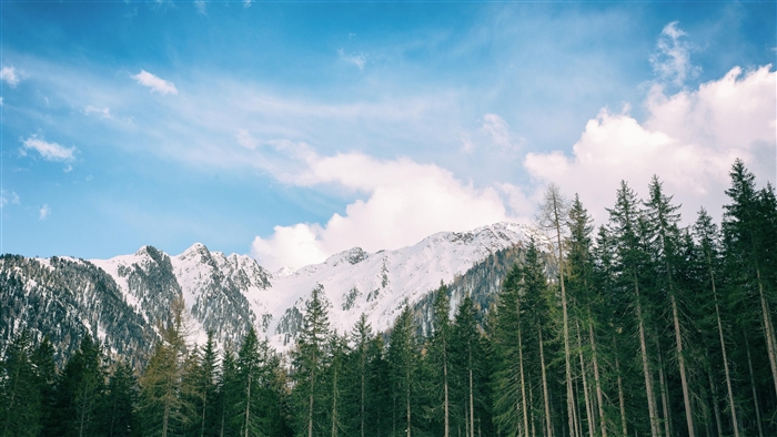 Snowy Mountains and Tall Evergreen Trees