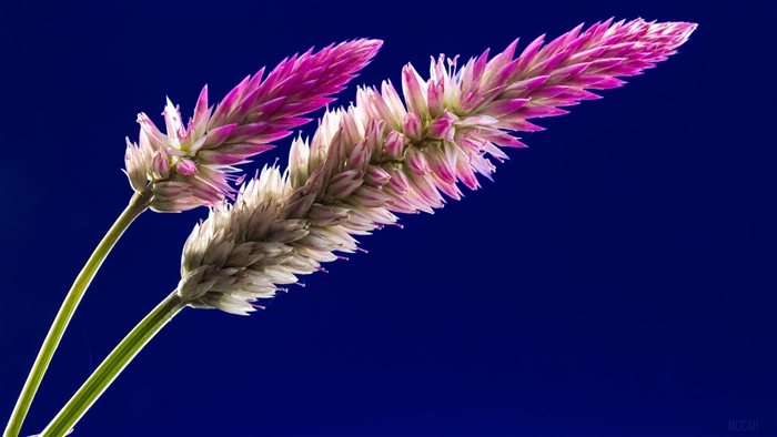 Pink and white celosia flowers on blue background 4K