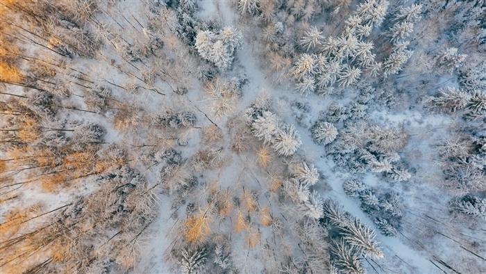Aerial view of a snow-covered forest