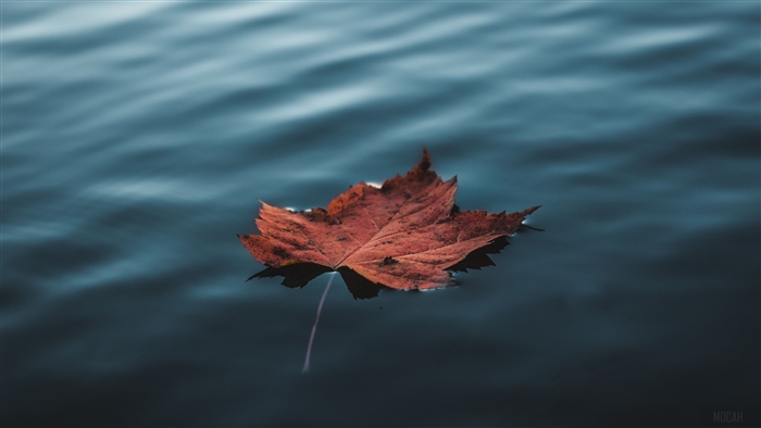 Orange Autumn Leaf Floating On Water
