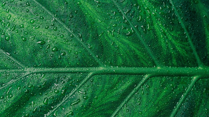 Droplets on a green leaf macro 4K