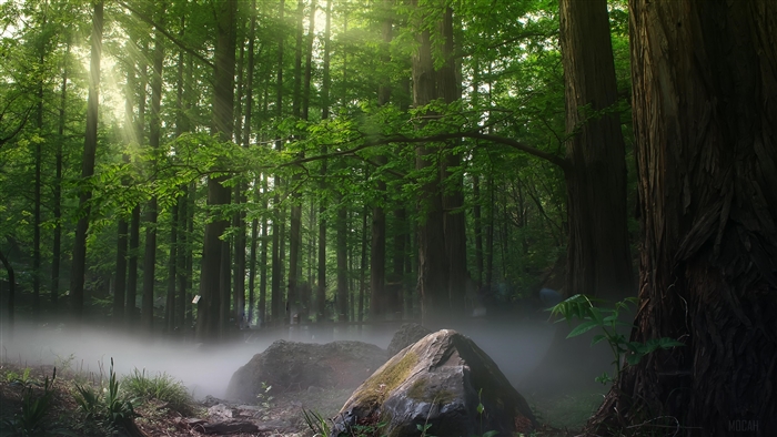 Sunbeams filtering through a misty forest with large rocks