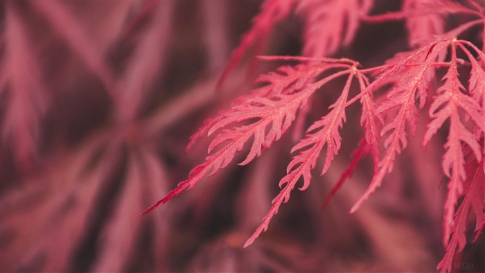 Red Leaf Macro Close-Up 4K