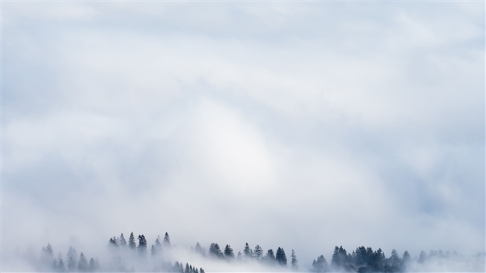 Foggy forest with clouds