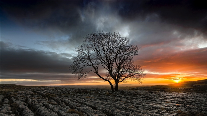 Lonely tree in a rocky field at sunset