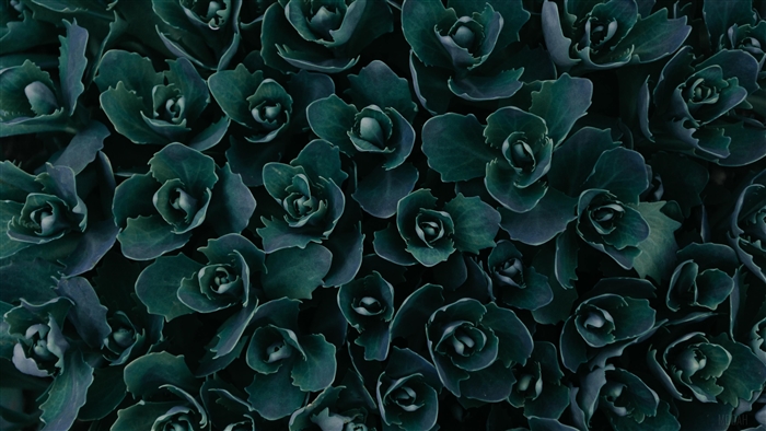 Dark Green Succulent Plants Abstract 4K