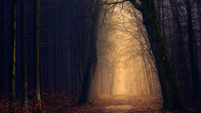 Forest Pathway with Golden Light