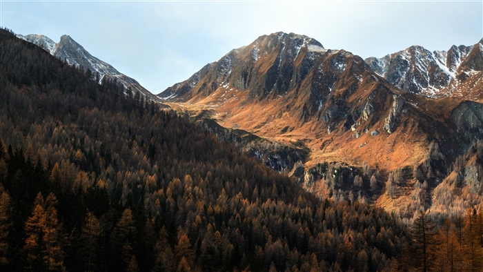Scenic View of Mountains and Pine Forest 4K