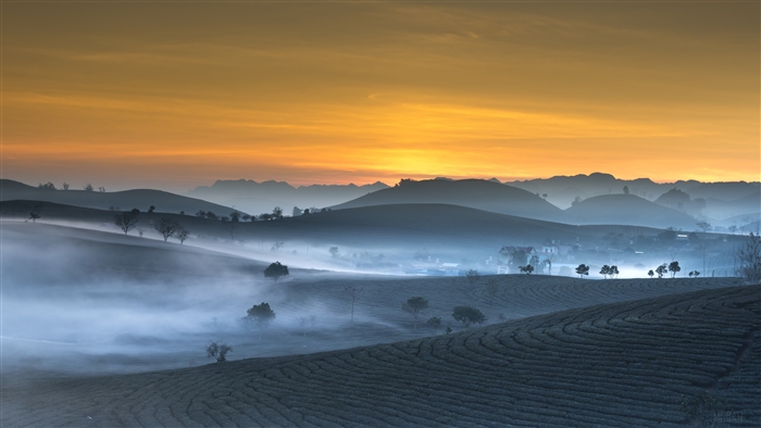 Morning mist over tea plantations at sunrise