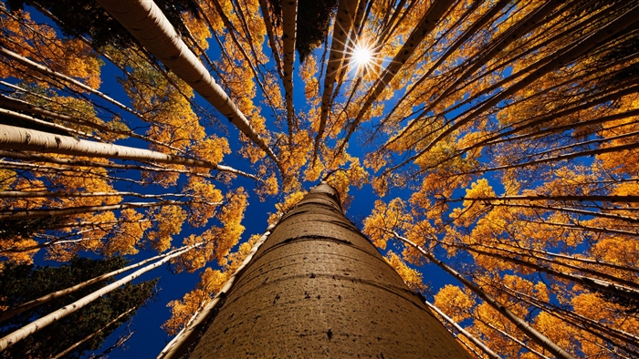 Ants Eye View of Aspen Trees in Autumn 4K