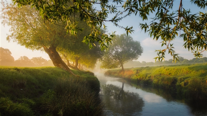 Small River and Trees in Fog 4K