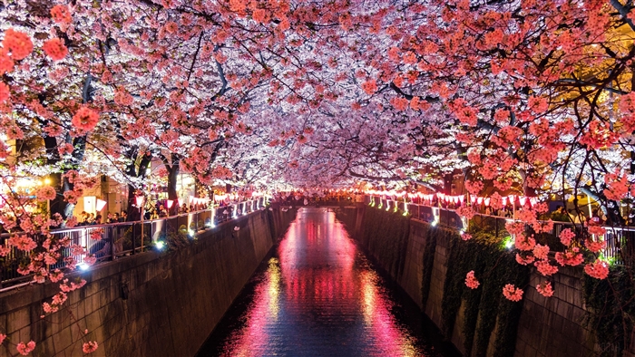 Cherry Blossom Trees Covering River Canal