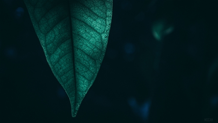 Green Leaf Macro