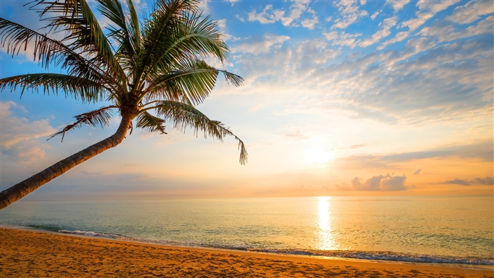 Palm Tree on Beach at Sunset 4K