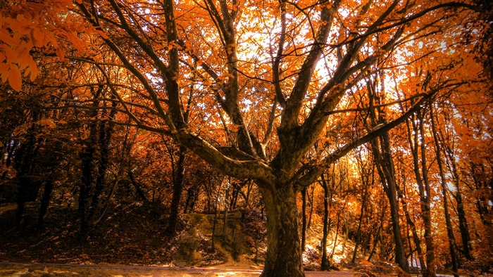 Autumn Tree
