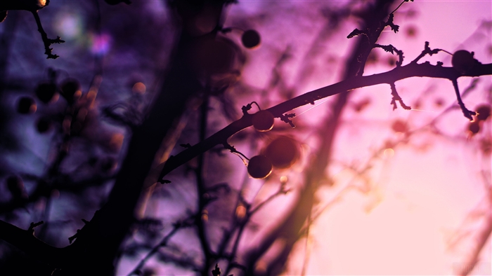 Tree branches with berries in purple and pink light 4K