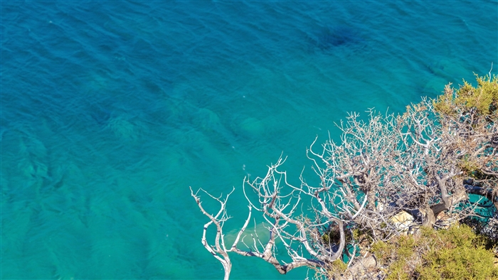 Clear Sea and Tree Branches 4K