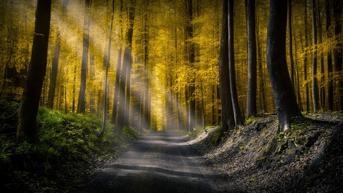 Forest Road with Sun Rays 4K