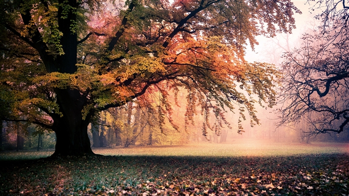 Autumn Tree with Fallen Leaves 4K