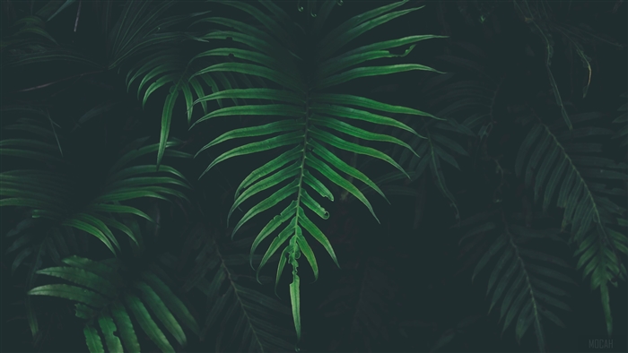 Dark Green Fern Leaves