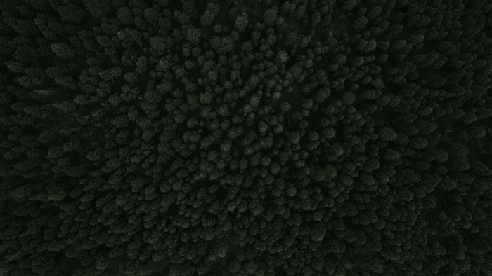 Top View Of Forest Green Trees