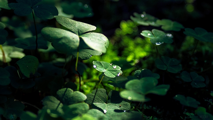 Close-up of Green Clover Leaves with Water Drops