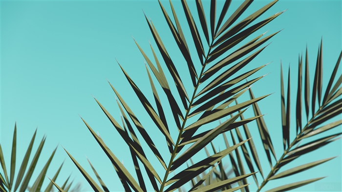 Palm leaves against a bright blue sky
