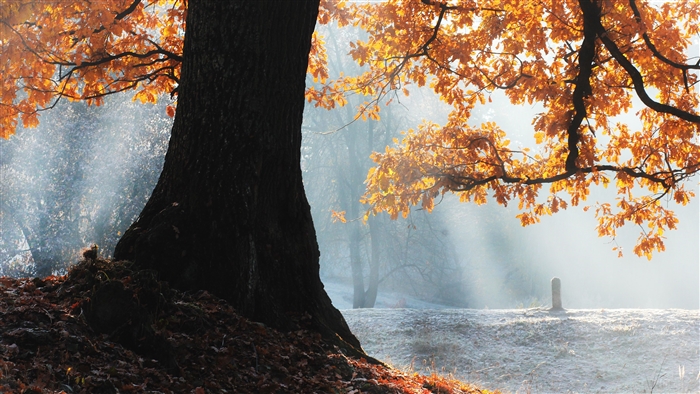 Autumn Oak Tree with Sunbeams 4K