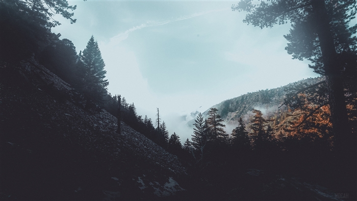 Misty Forest with Pine Trees