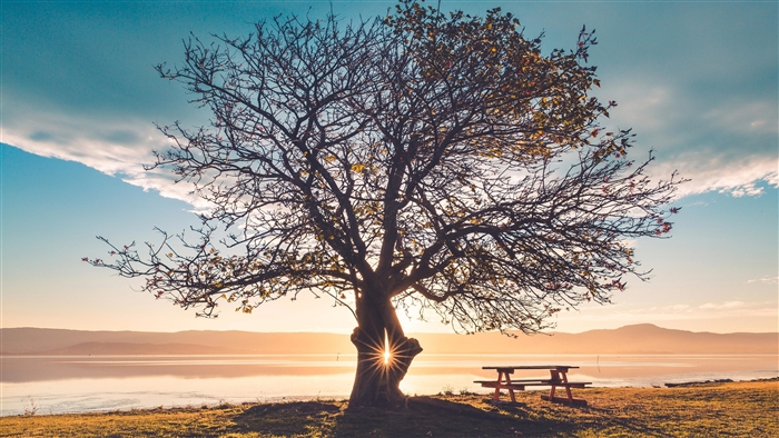 Tree with Sunbeams and Bench by Water 4K