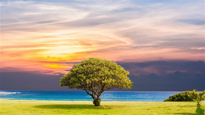 Solitary Tree by Ocean at Colorful Sunset 4K