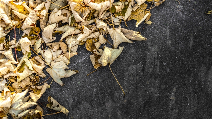 Yellow Leaves On Ground