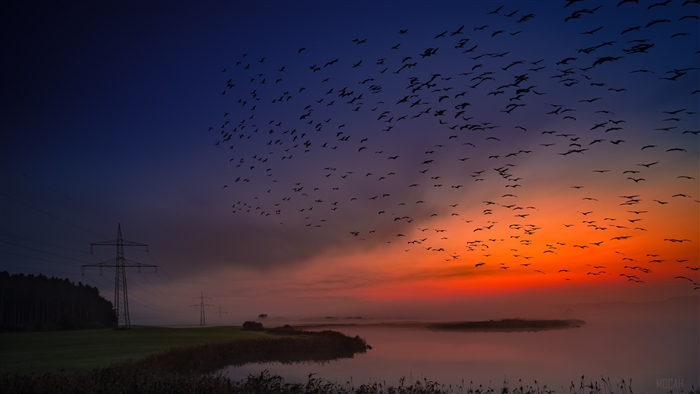 Birds Flight Sunrise 4K
