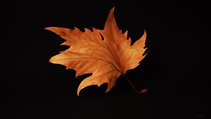 Autumn leaf on black background 4K