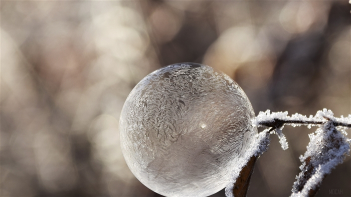 Frozen soap bubble on a frosty branch