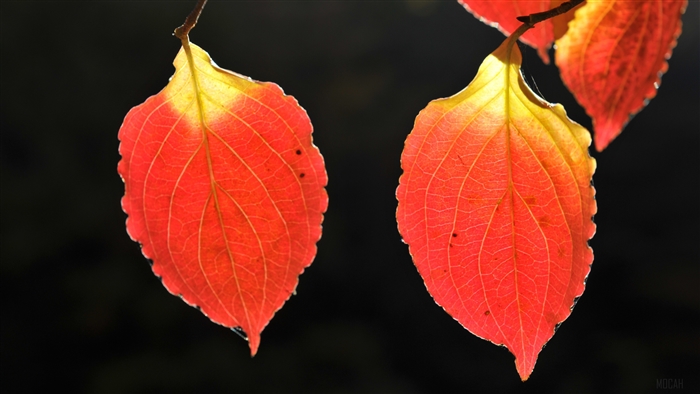 Autumn Leaves