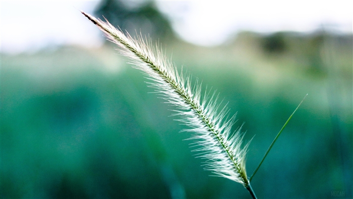 Macro shot of a white and green grass seed head