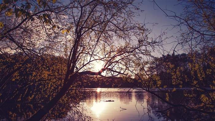 Trees by Lake at Sunset