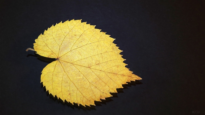 Gold Leaf