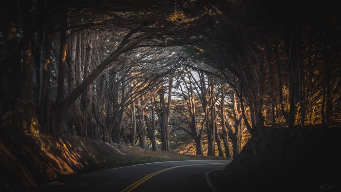 Road through a cypress tree tunnel