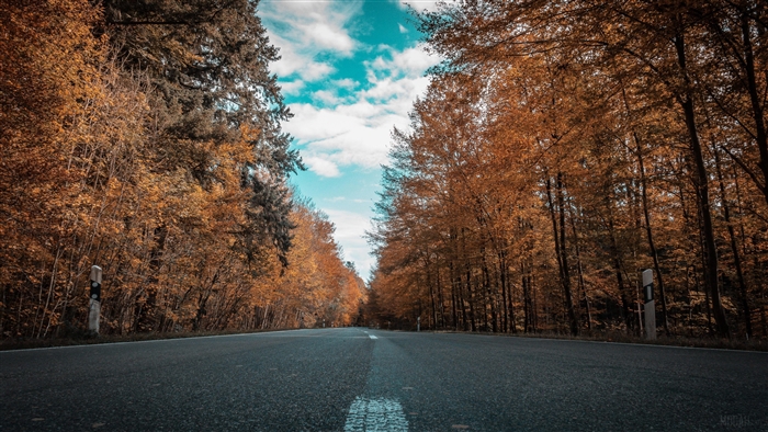 Road through Autumn Forest 4K