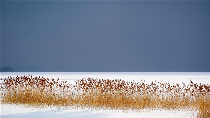 Winter scene with reeds on a frozen lake