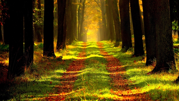 Forest path with sunbeams in 4K