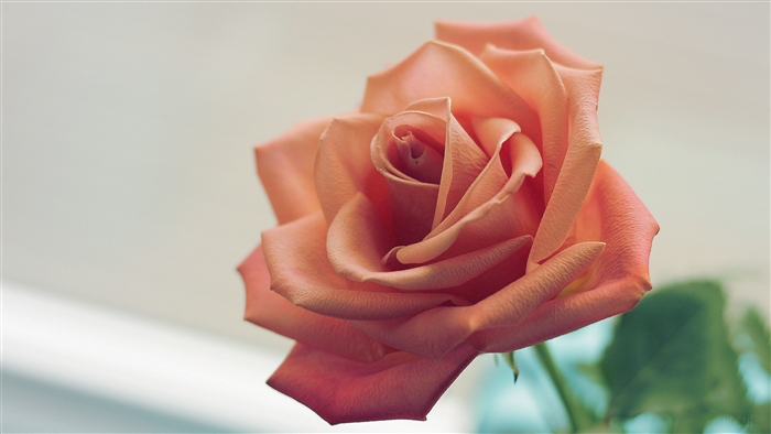 Pink Rose