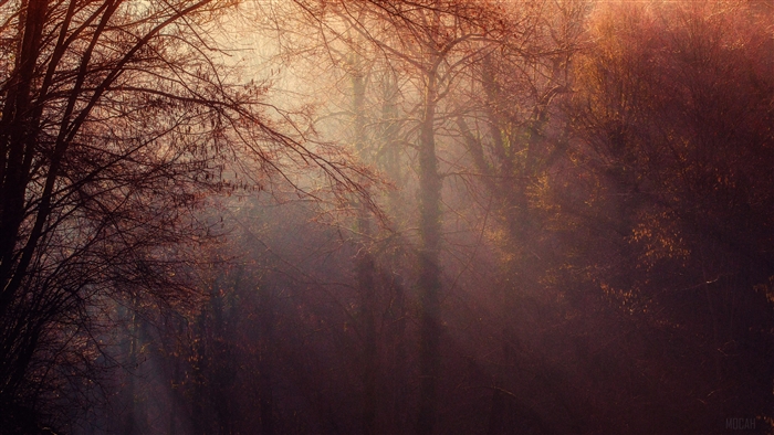 Autumn Forest with Sunbeams in Soft Light