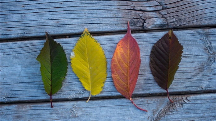 Four colorful leaves on weathered wood